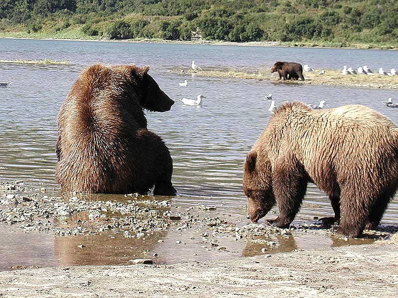 The Tour - Bald Mountain Bear Tours. Copyright Bald Mountain Bear Tours.