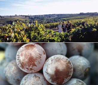 Barossa Valley Wine Tour - Banksia Adventures - Adelaide.