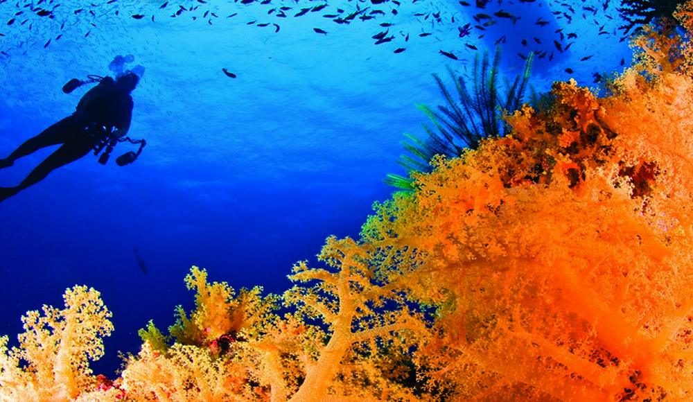 World Class Dive Sites - Dive Adrenalin. Copyright Adrenalin Fiji.
