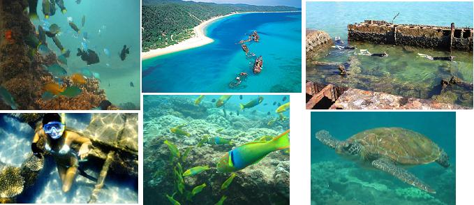 Snorkelling - Dolphin Wild Moreton Island Cruise.