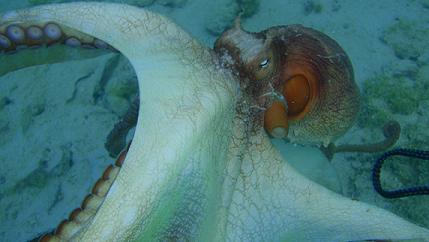 Ra'ui - Koka Lagoon Cruises. Ra'ui - Koka Lagoon Cruises.