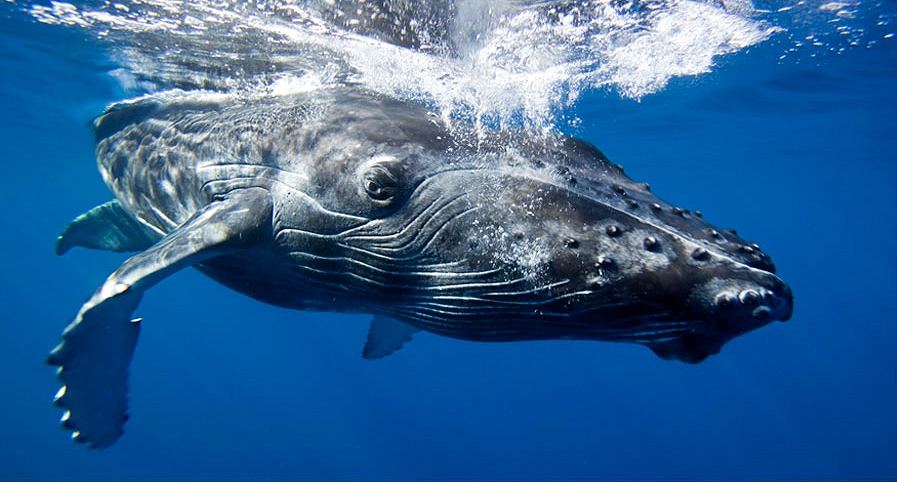 Eco Adventure Cruises - Pacific Whale Foundation. Copyright Pacific Whale Foundation.