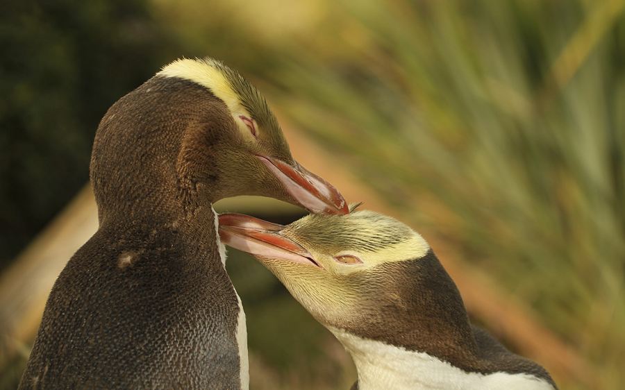 Tour - Penguin Place. Copyright Penguin Place.
