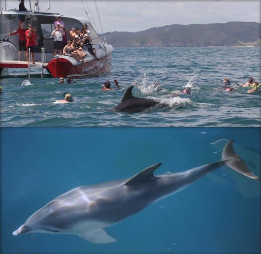 Swim with dolphin guidelines - Sailing & Dolphins, Bay of Islands.