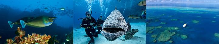 Ribbon Reefs - Spirit of Freedom.