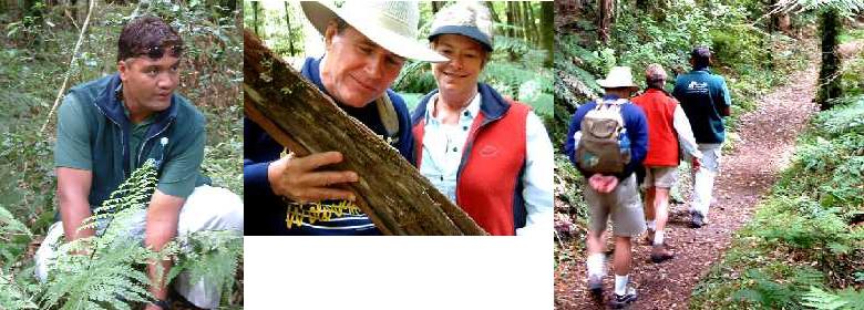 1-Day Privately Guided Rainforest Tour - Whirinake Rainforest Experiences.